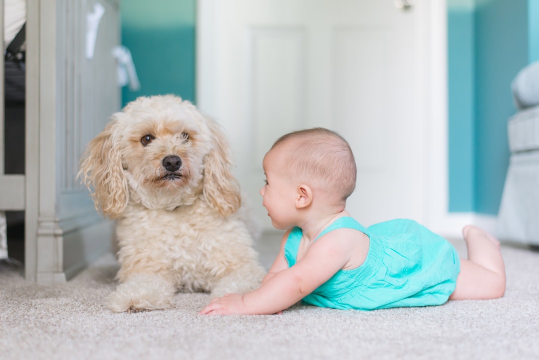 Photo puppies, size